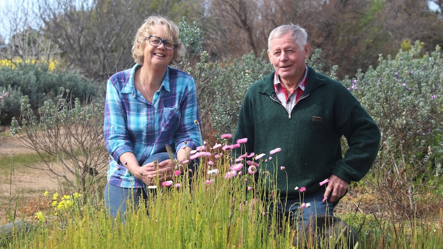 They crouch by a stand of white and pink flowers