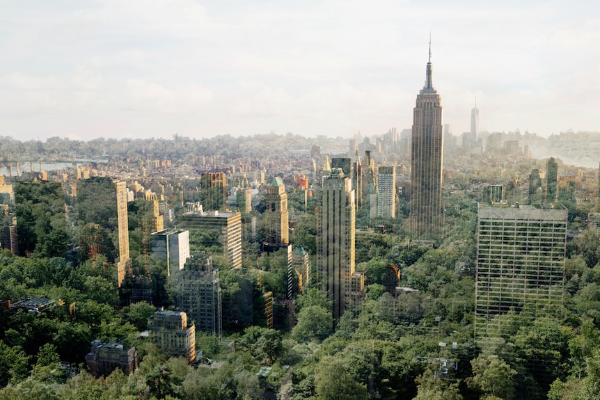 New York City in trees