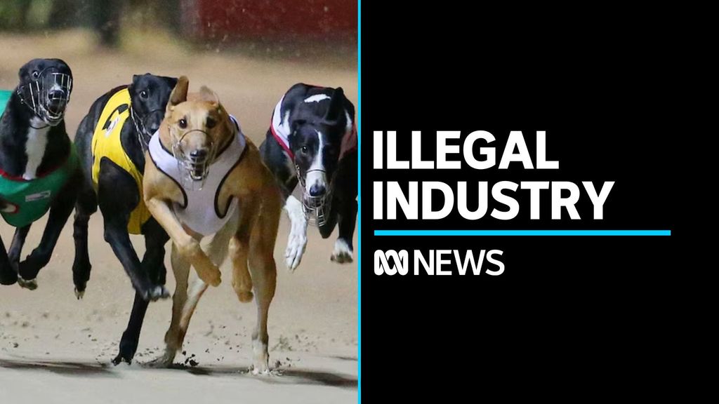 Concerns Australian greyhound exports fuelling illegal racing in China ...