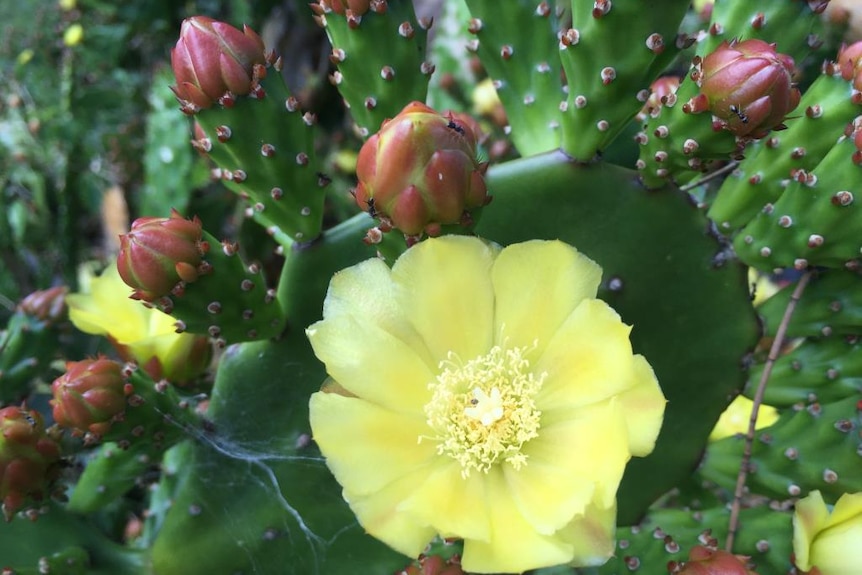 Smooth tree pear Opuntia monacantha flowers and fruit ex DPI