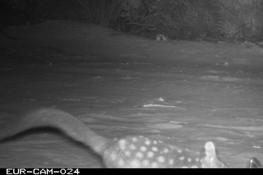 A black and white camera trap photo showing the spotted back of a chuditch or western quoll.