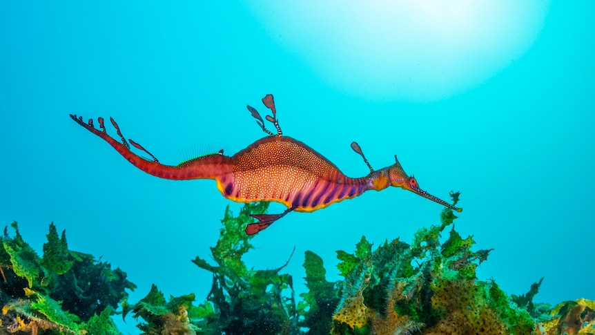 A sea dragon in blue water.