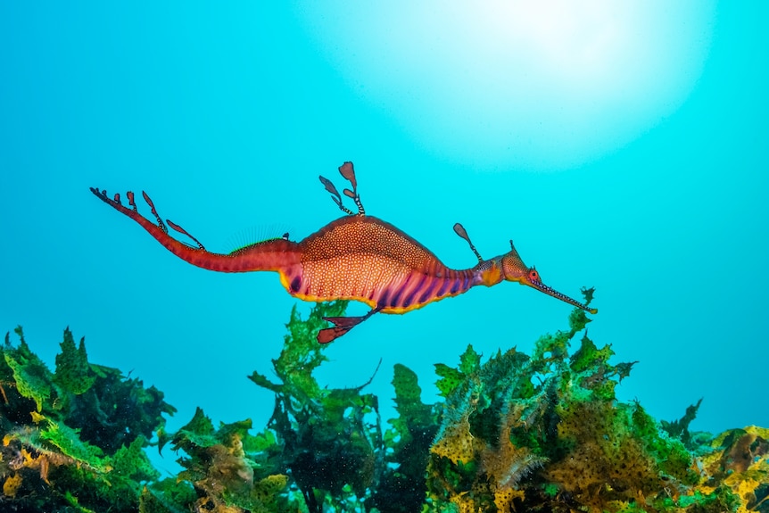 A sea dragon in blue water.