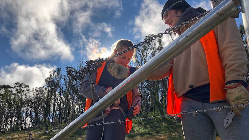 Two women with pliers repair a wire fence.