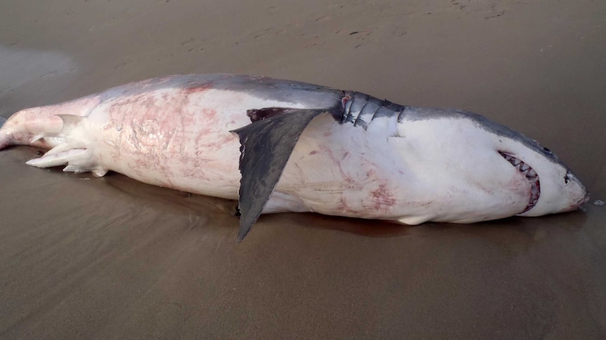 A great white shark washed up on Coronation Beach.