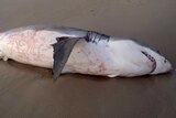 A great white shark washed up on Coronation Beach.