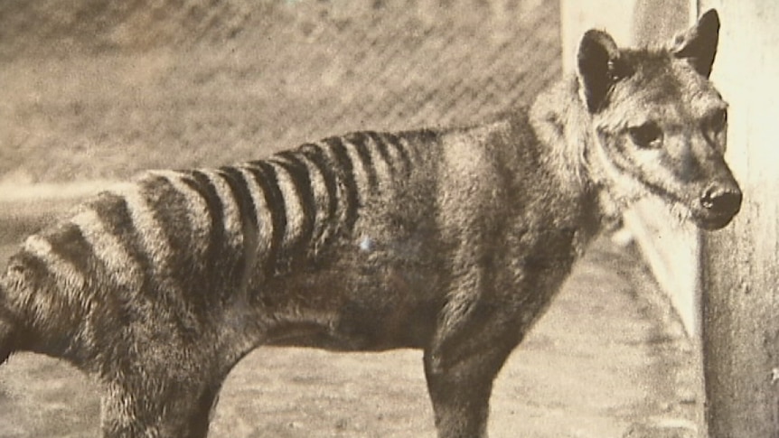 Archive black and white photo of a Tasmanian tiger.