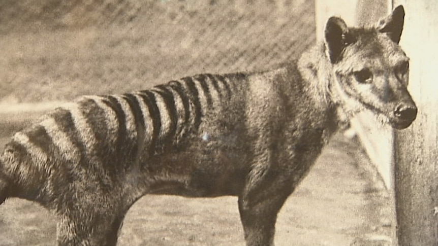 The Tasmanian tiger was declared extinct in the 1930s.