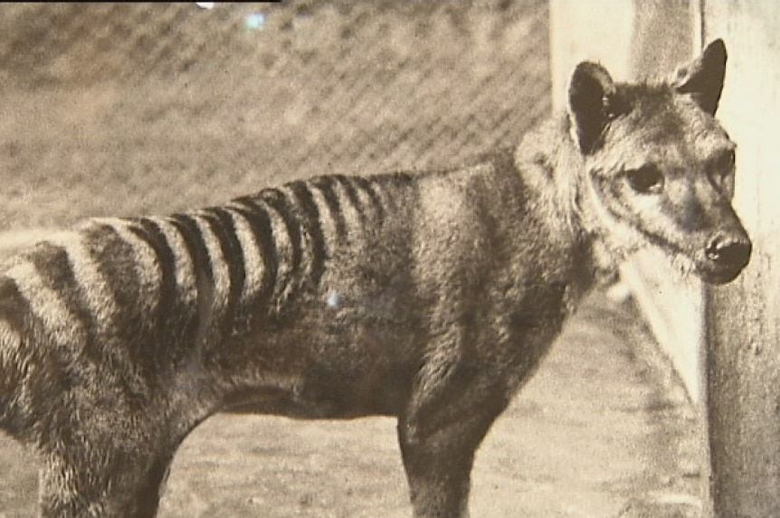 A sepia coloured photograph of a Tasmanian tiger in the 1930s