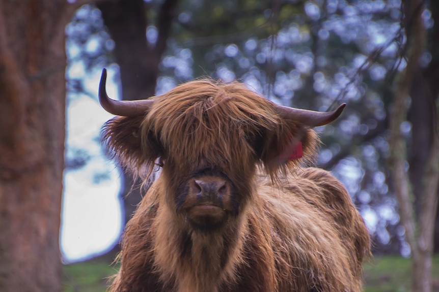 A highland cow in Tasmania from the front with long shaggy brown hair and small horns.