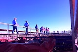 Livestock agents on the catwalk walking to the next pen at the Roma Saleyards in Queensland.