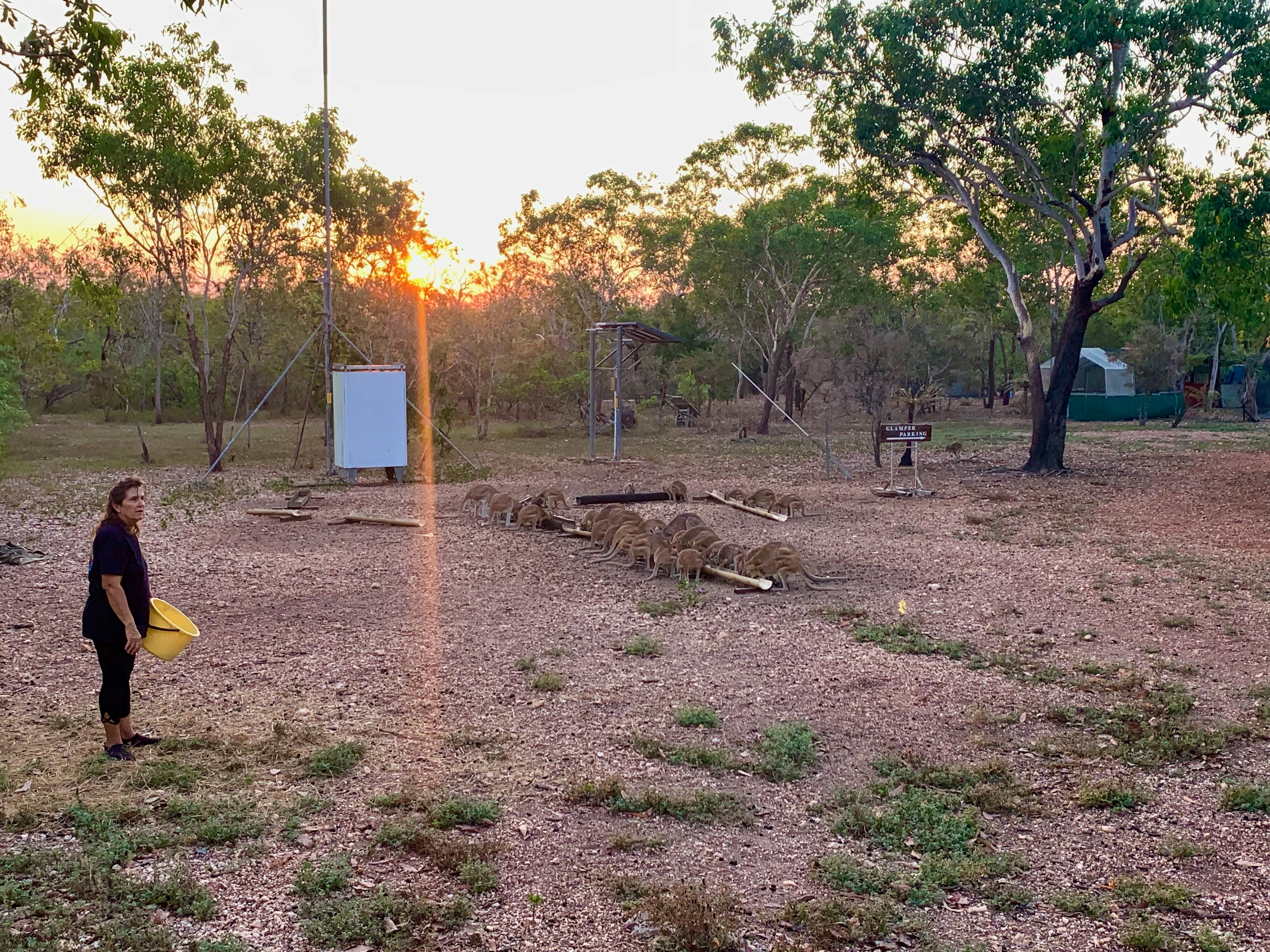 Wallabies se alimentando enquanto uma mulher segurando um balde fica de lado