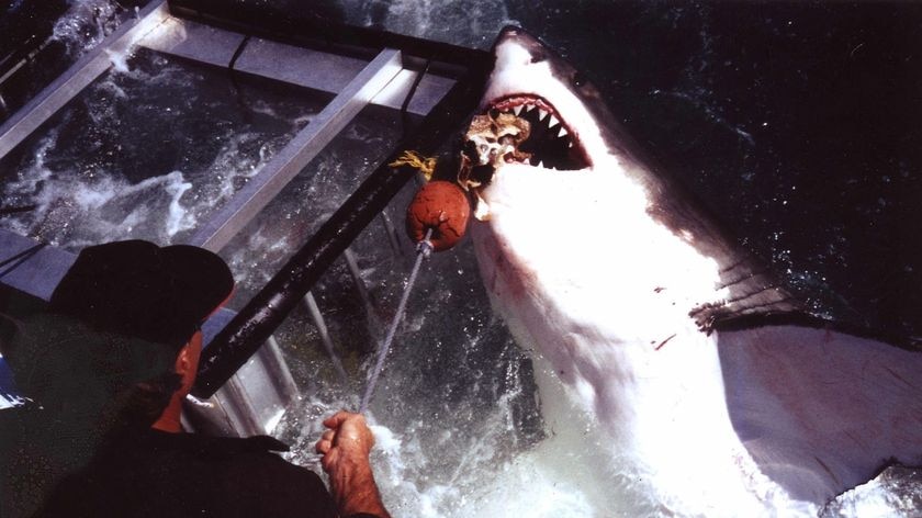 A great white shark bites a bait line