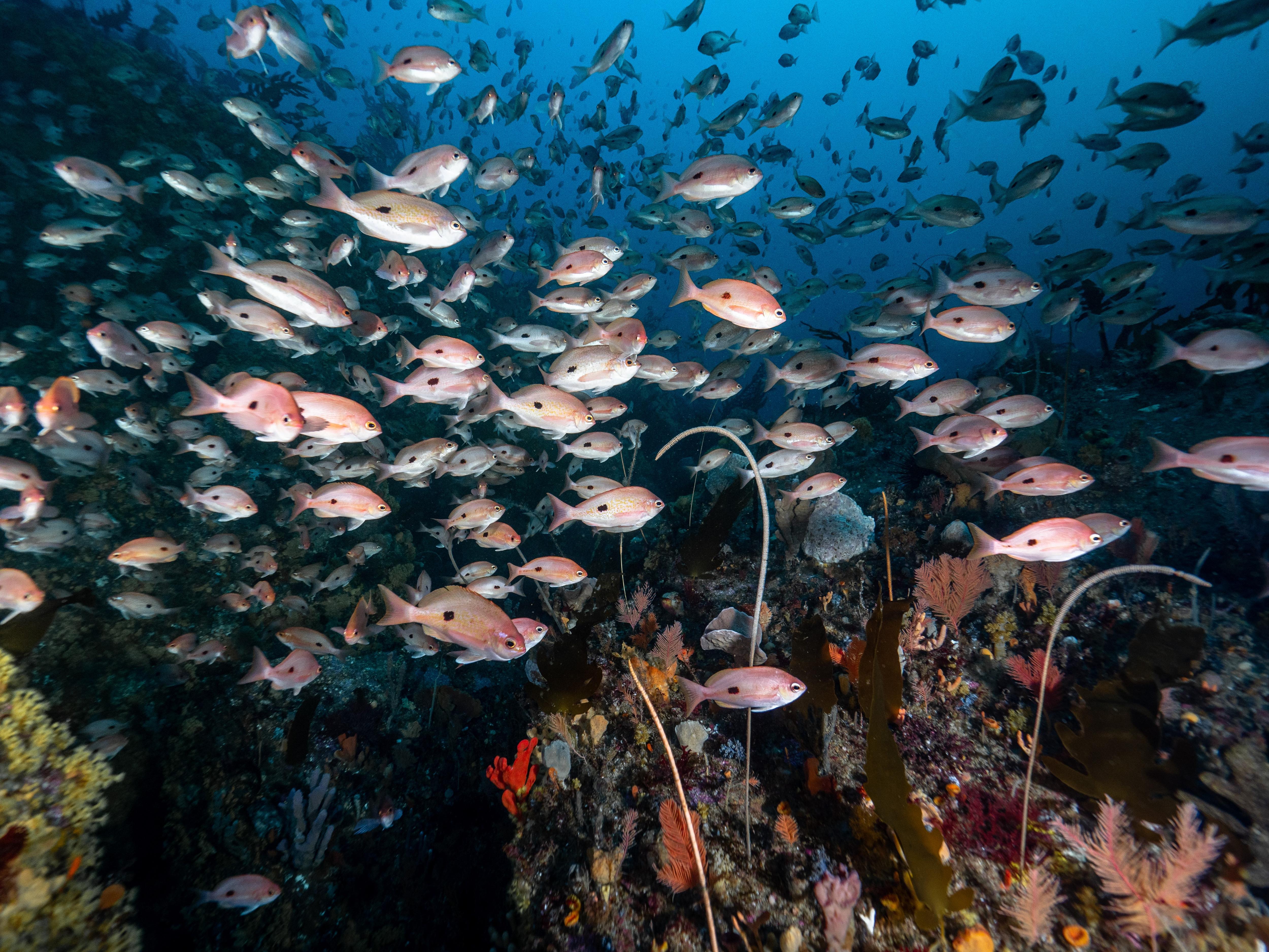 lots of fish and a colourful coral reef