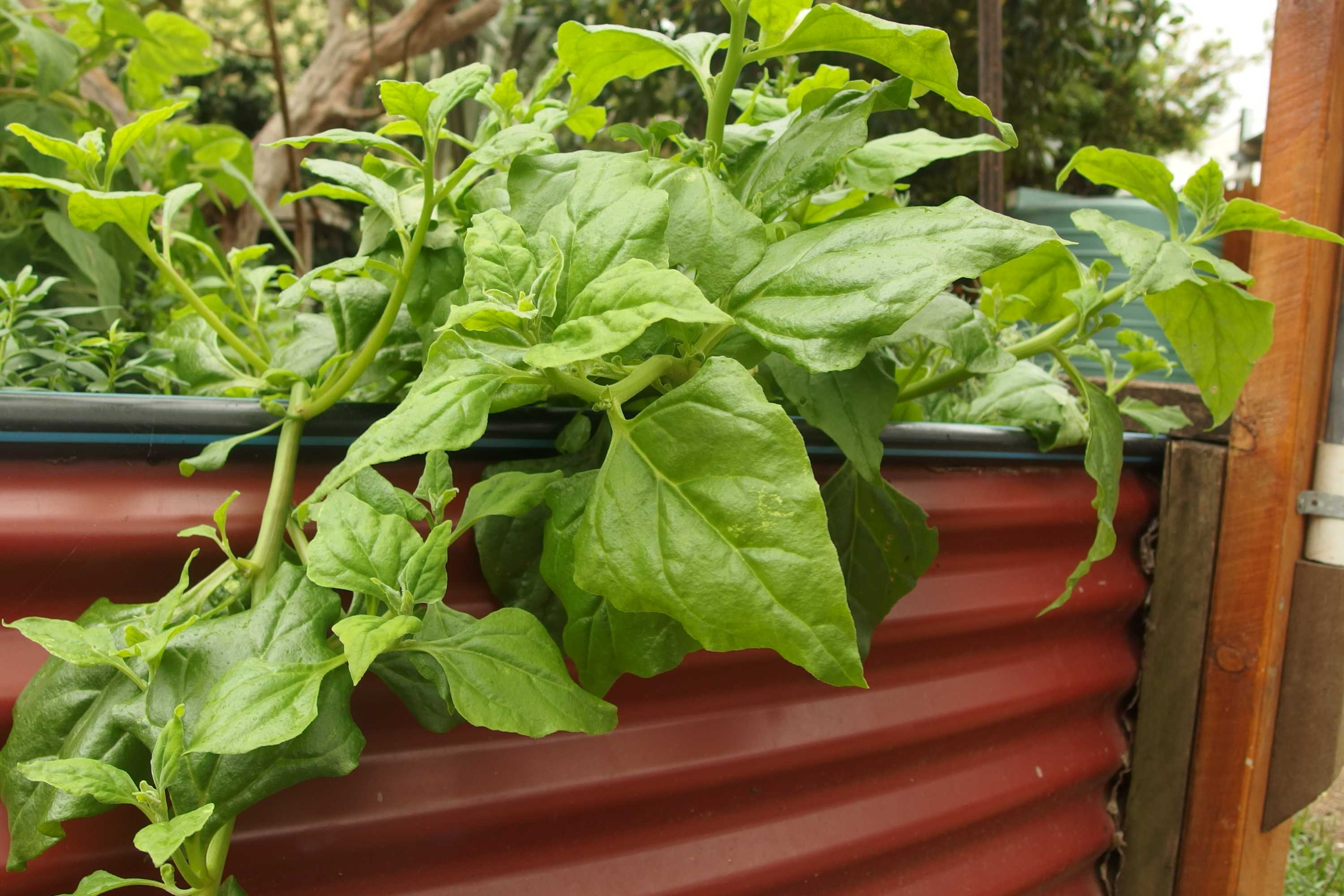 A warrigal greens plant grows over the side of a red iron fence.