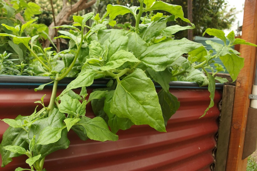 A warrigal greens plant grows over the side of a red iron fence.