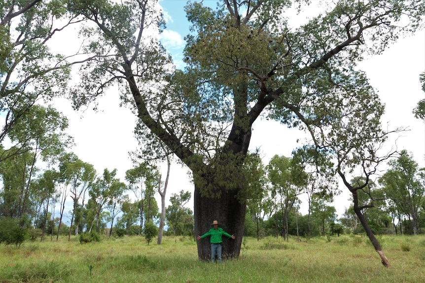 A distant photo of a large bottle tree with a man standing in front of it. The looks tiny against its giant trunk.
