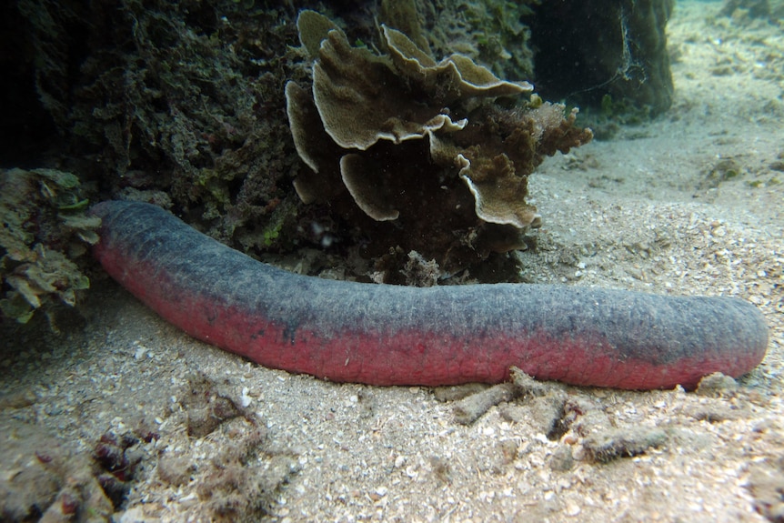 A long snake-like sea cucumber on the floor of the ocean.