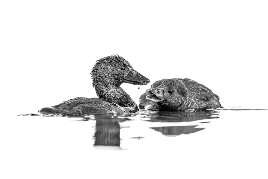 A close up of two ducks appearing to converse with each other. The image is grey scale