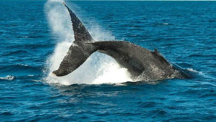 Port Stephens whale watching season in full swing - ABC News