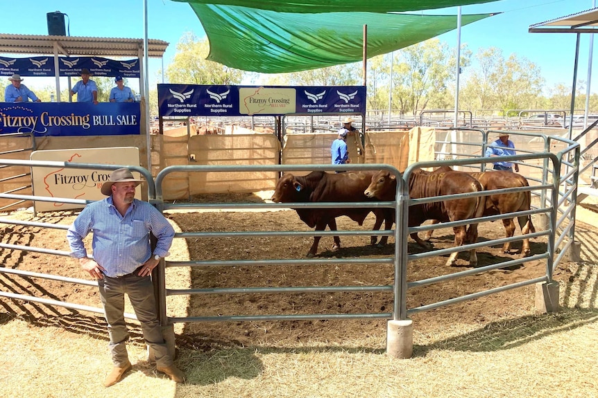 2020 Fitzroy Crossing Bull Sale