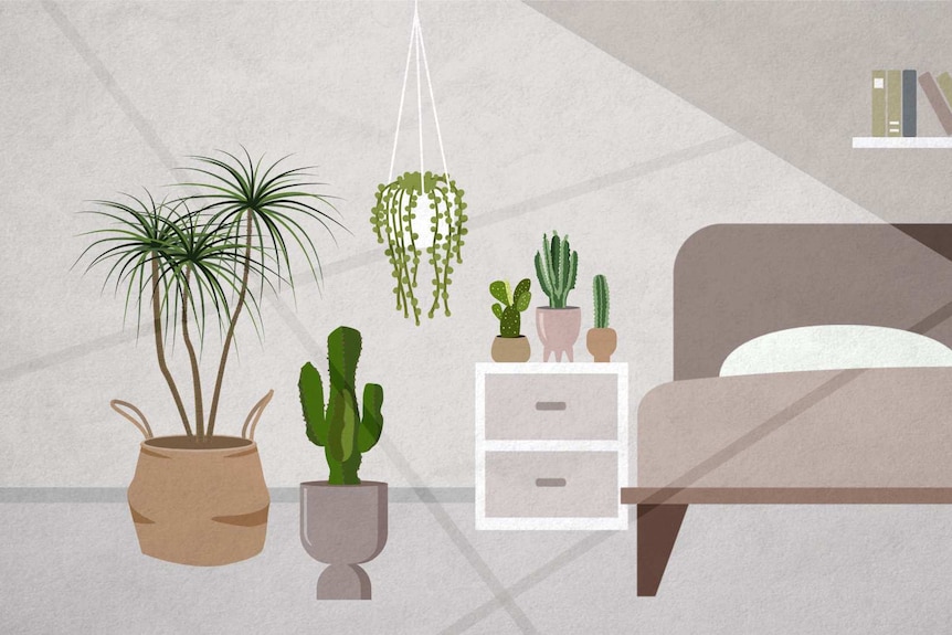 An illustration of cacti and succulents in bright sunlight inside a bedroom, few plants can tolerate intense light.