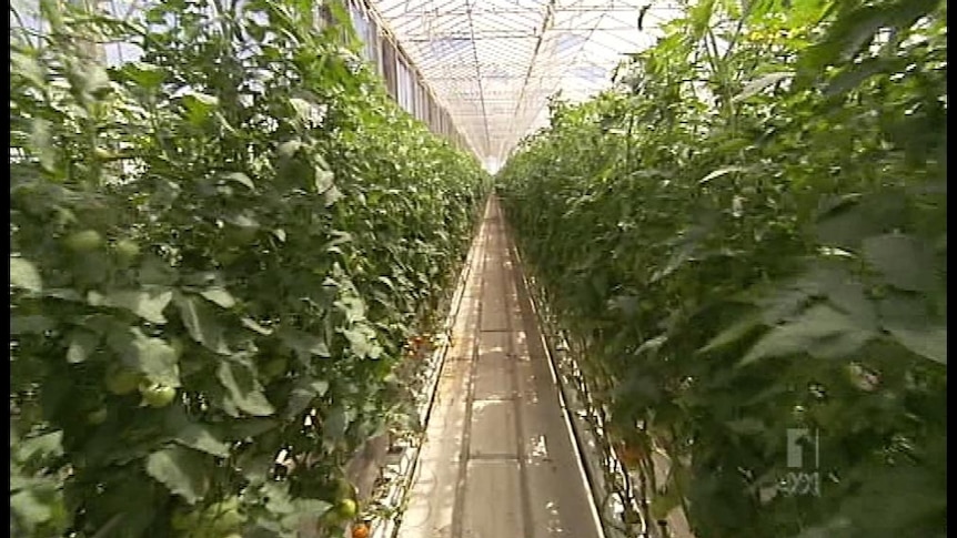 Huge greenhouse to grow 10 million kg tomatoes annually