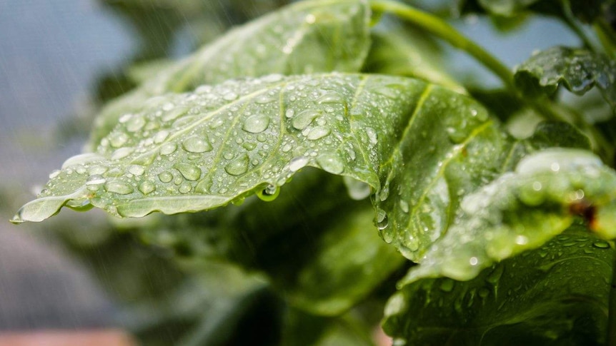 Water on a spinach leaf