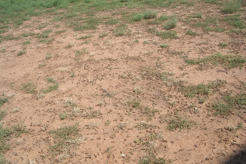 A large number of locusts on a mostly barren patch of paddock.