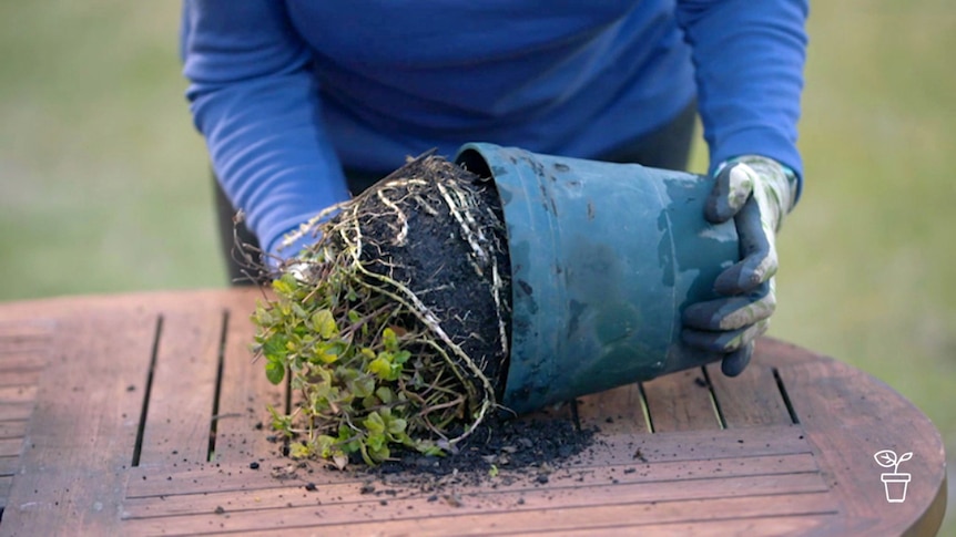 Plant being removed from plastic pot