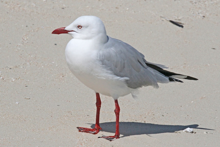 Seagull on the beach.