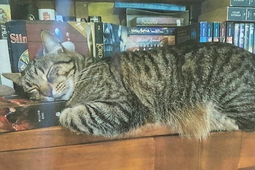 A tabby cat lies sleeping on a bookshelf with its head resting on a book.