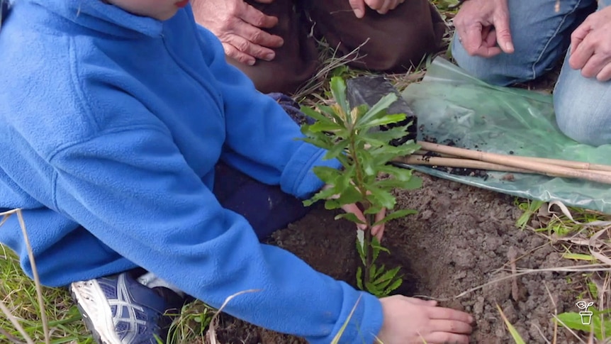 Kids planting natives in the bush.