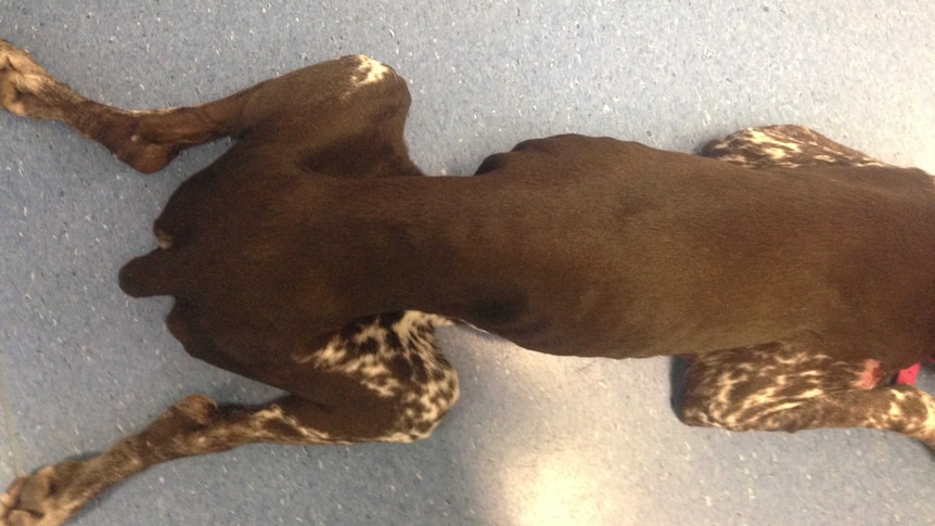 Dog seized by RSPCA ACT