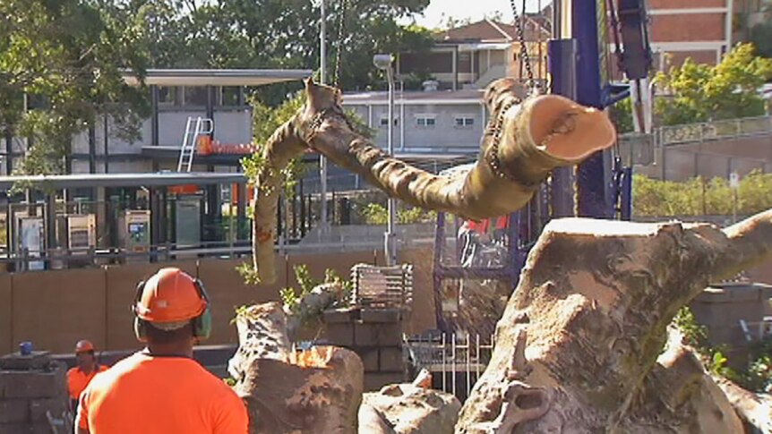 Tree loppers dissect a fallen fig tree at Brisbane's Normanby Hotel