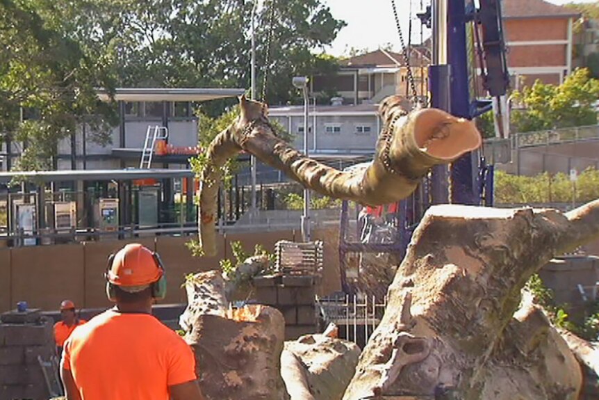 Tree loppers dissect a fallen fig tree at Brisbane's Normanby Hotel