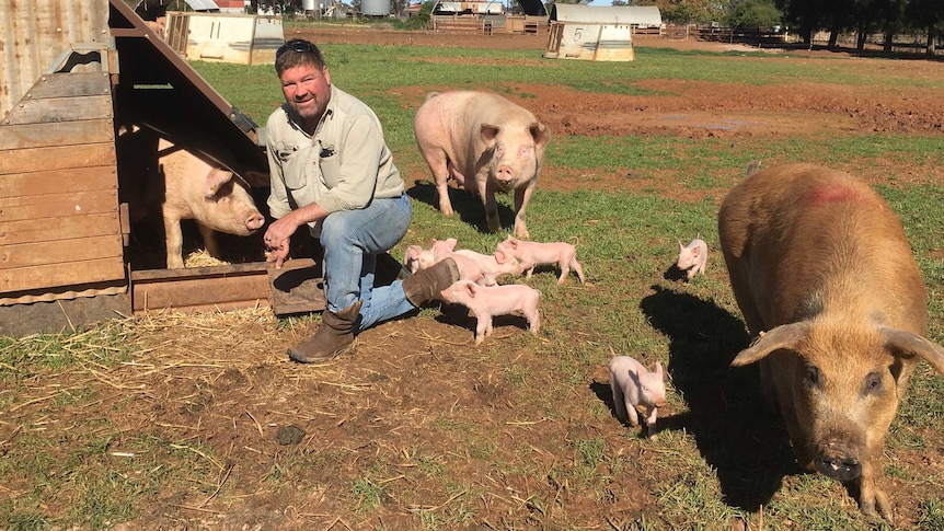 Steve Roberts checks sows and their piglets on his farm at Temora.