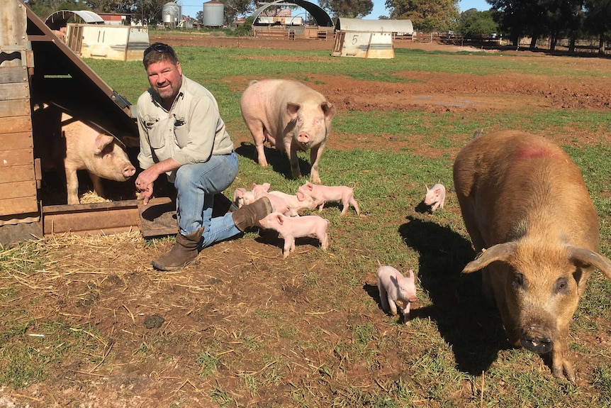 Steve Roberts checks sows and their piglets on his farm at Temora.