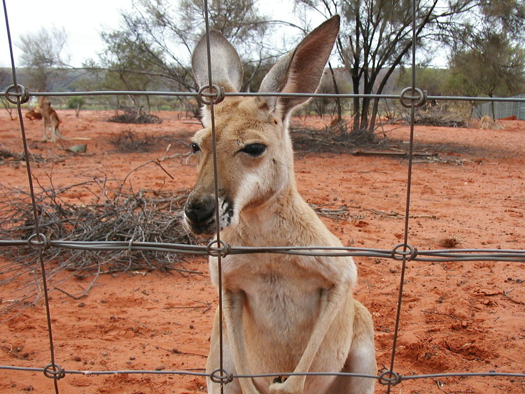 Kangaroo behind fence 