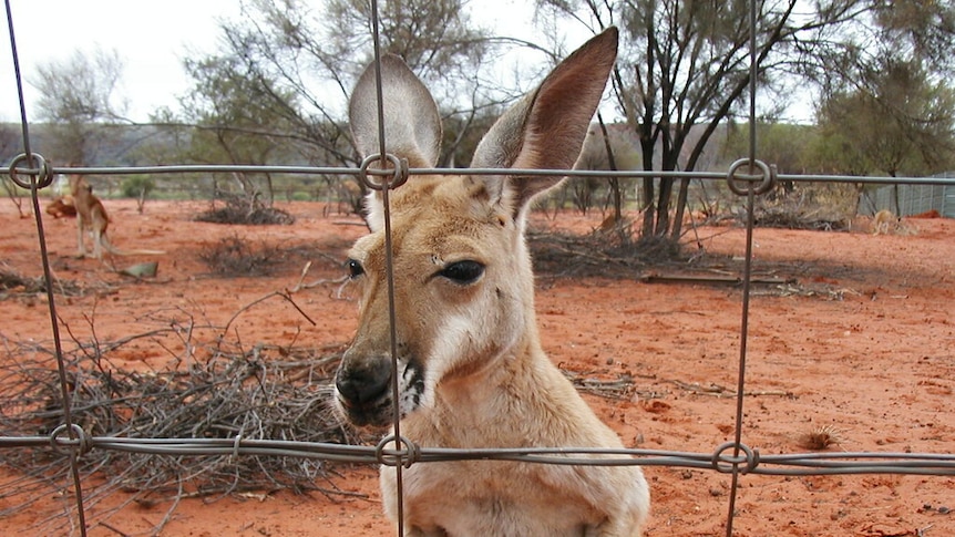 a kangaroo stands behind a wire fence