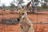 Red kangaroo stands behind a fence with red dirt and a small amount of vegetation in the background.