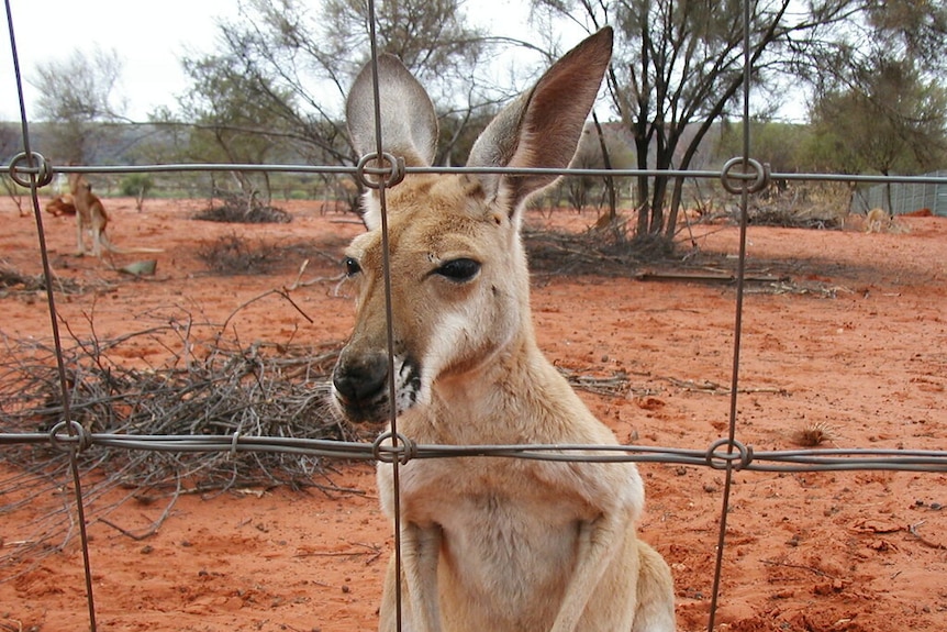 a kangaroo stands behind a wire fence