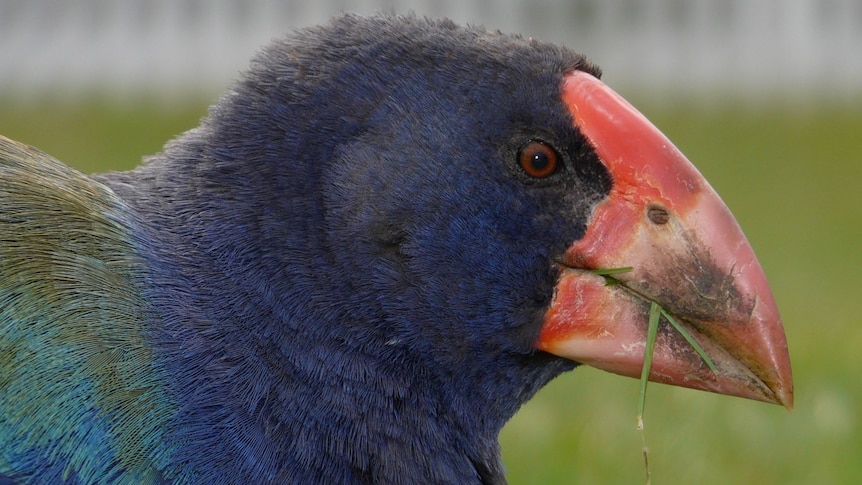 The Takahe is a flightless bird that was previously thought to be extinct in New Zealand until it was discovered in the 1950s in a remote region of the South Island.