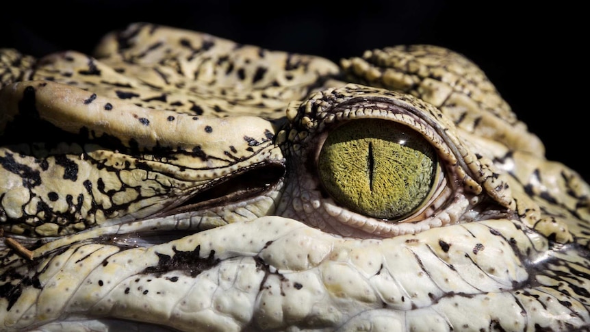 Close up of a saltwater crocodile's eye