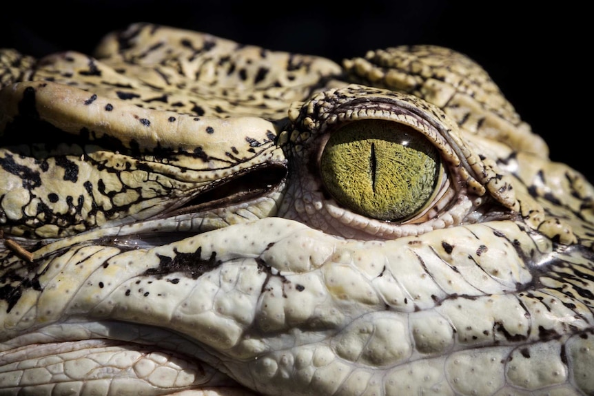 Close up of a saltwater crocodile's eye