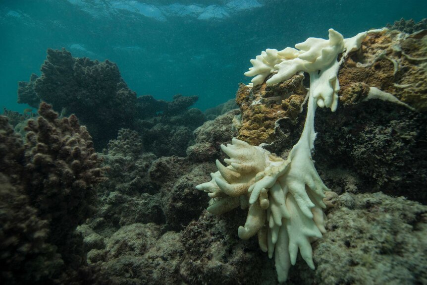 Decaying soft coral off Lizard Island