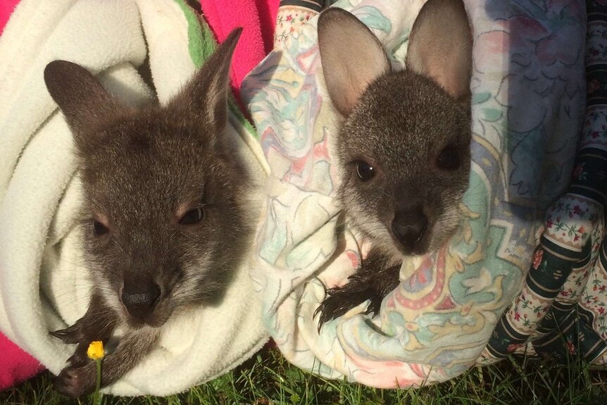 Rescued wallaby joeys Colin and Carley