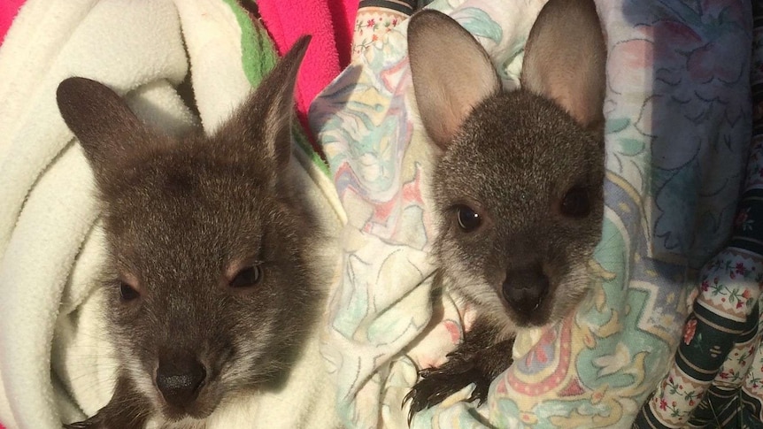 Rescued wallaby joeys Colin and Carley