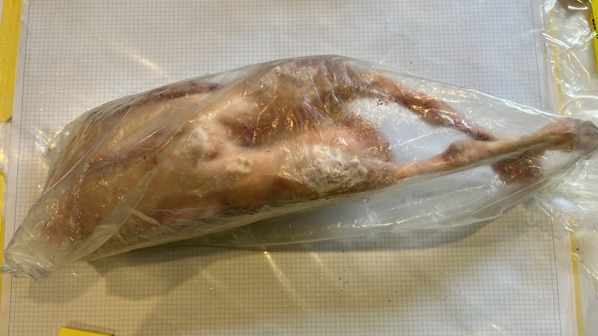 a duck or goose in a plastic bag