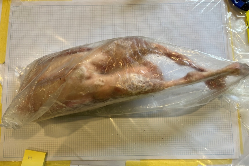 a duck or goose in a plastic bag